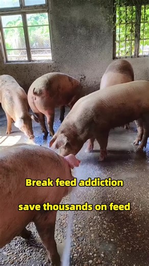 When raising fattening pigs, the weight gain is measured in