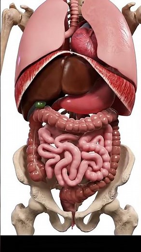 The Body Movements | 3D Anatomy Animation