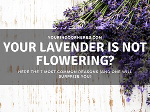 Why Is Your Lavender Not Flowering? Here the 7 Reasons | Your Indoor Herbs and Garden