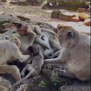 Mateo finally goes back to Mom, but her sister hurt her and took his milk, which is why he left them in the first place.😟 | Beloved Monkeys Of Cambodia