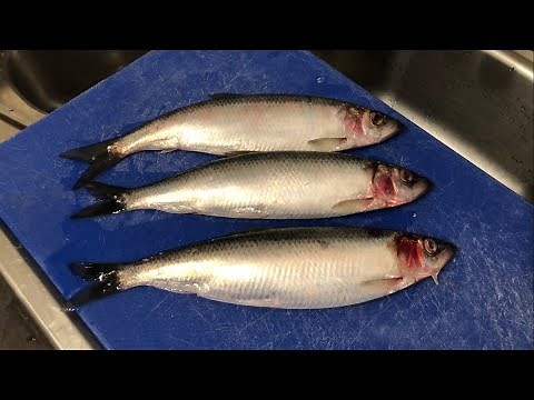 How to prepare & cook fried herring. Sustainable sea fish U.K. Healthy fresh fish omega 3 oil