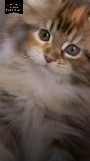 Detrás de Pro Plan®, hay más de 500 científicos transformando la vida de las mascotas a través de la nutrición más avanzada. #ProPlanCAM | Purina Pro Plan