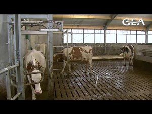 GEA Dairy Farming - Monobox: Automated selection