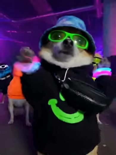 Chihuahua Joins the Beat: A Neon Rave Experience