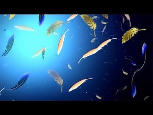 Feathers Falling Stock Motion Graphics