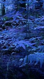Can alien plants really be blue?