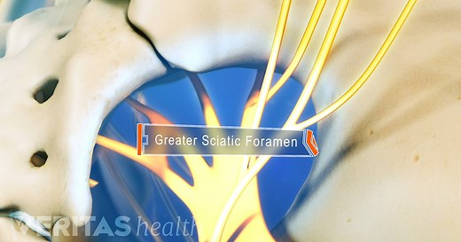 Sciatic Nerve Anatomy Video