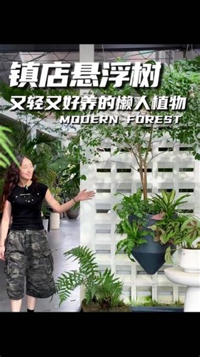 镇店悬浮树，又轻又好养的懒人植物 被无数商业老板青睐的植物竟然是悬挂在空中的真树🌳主树铁冬青是用面包土包裹驯化自重比普通植物轻一半以上🪴面包土自带多孔结构透气不闷根、锁水又保肥💦出差半个月忘浇水也不怕枯妥妥懒人福音新手友好附生植物搭配高级自然🌱看视频的老板们你们觉得摆在哪里合适呢?#真实生活分享计划 #懒人植物 #养花小白 #商业空间造景 #植物美学