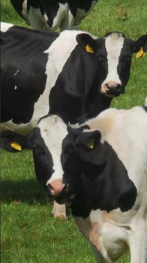 Discover How the Ear Works | Educational Videos for Children | ‪@HappyLearningENG‬