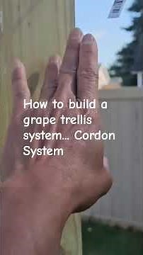 How to build a grape trellis system