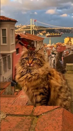 The Sweet Secret Behind the Charm of Istanbul Cats
