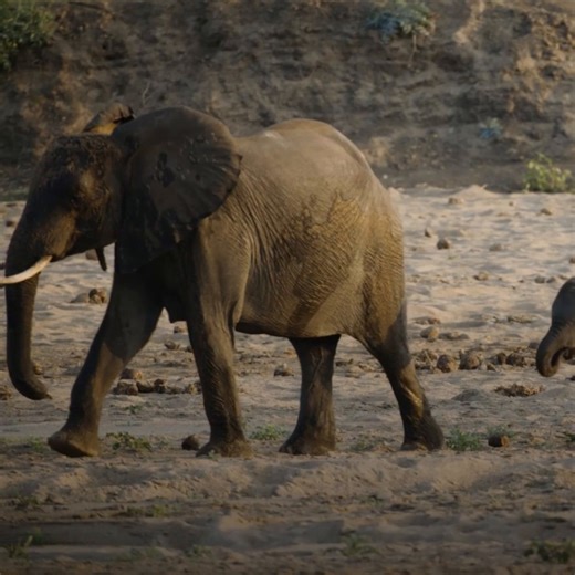 776K views · 22K reactions | With help from older members of the herd, this treacherous terrain is no match for these elephants  | National Geographic Animals | Facebook