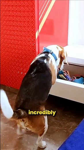 Beagles are GENIUS Dogs
