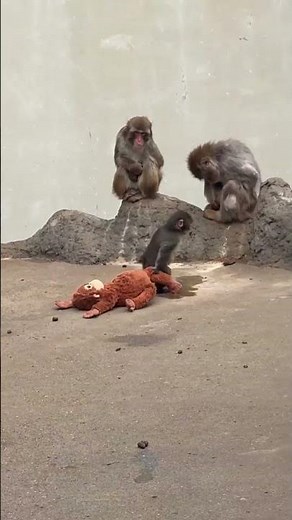 Massive Crowds Rush to See Heartwarming Punch the Monkey #shorts