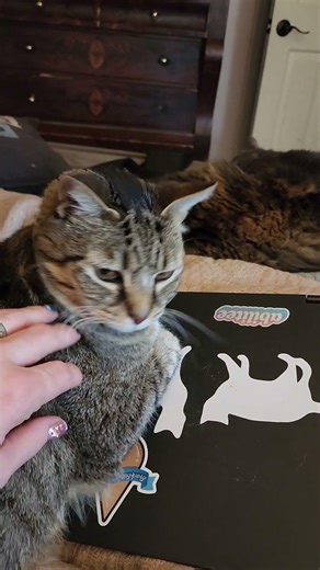 Silver does not like me using my laptop #cat #tabbycat #funnyvideo #catblogger