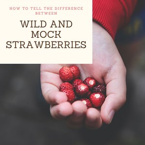 Wild Strawberries vs. Mock Strawberries: What’s the Difference?