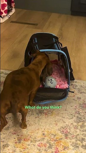 Lonely Dog Gets The BEST Surprise Ever | The Dodo