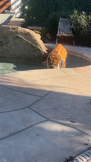 English Bulldogs Love Water Activities