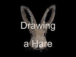 How to Draw a Realistic Hare