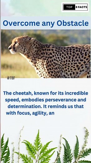 Discover the Unstoppable Spirit of the Cheetah | Motivational Wildlife Facts