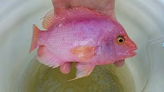 Aquarium and Mega Pond Pet Store Tour New Fish Day