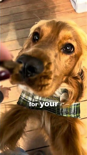 Why we use wild caught protein over farmed protein