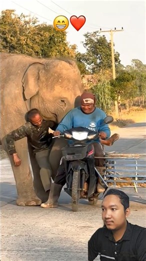 Unbelievable Friendship: Man and Elephant Best Friends! 🐘❤️😲 #shorts #elephant #friendship #viral