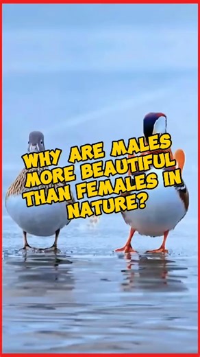 Why are males more beautiful than females in nature? #renztvfacts #animalkingdom #beautiful | Renz TV Facts
