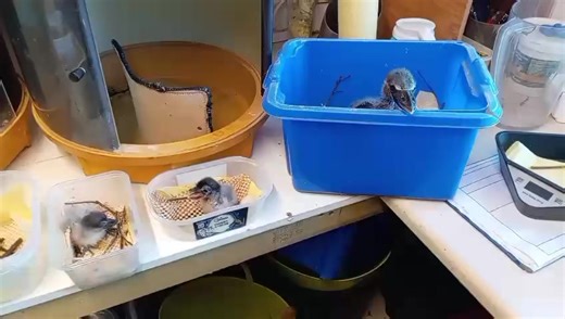 The Incubation Centre at the zoo has had some baby birds hatch a little late in the season…. It’s a set of Russian dolls with our baby Boat Billed Herons in all their varying sizes. Then two monstrous looking baby Pink Backed Pelicans! #babybird #babybirdalert #hatchlings #smallmediumlarge #babyboatbillheron #babypelican #pelican #boatbillheron | Exmoor Zoo