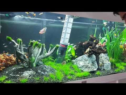 First Time Using Eheim Automatic Gravel Cleaner !