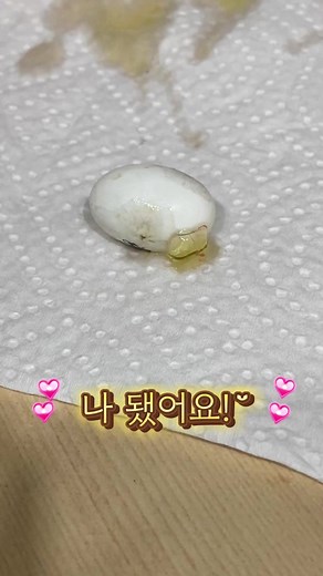 귀여운 도마뱀 탄생의 순간들