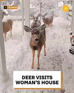211K views · 2.6K reactions | Herd of deer keep visiting woman's house, and nobody knows why! 歷歷 | Kingdoms | Facebook