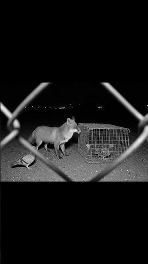 Fox Frees a Dove from a Cage — Heartwarming Moment