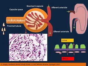 Renal Disorders I
