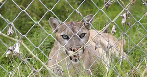 Mountain lion stalks Utah man along trail