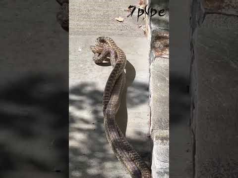 Gopher Snakes Mating Dance in the Wild | Rare Courtship Behavior Caught on Camera