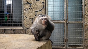 Funny monkey teasing everyone from his spot