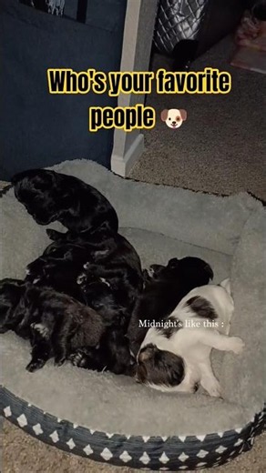 Bojack 3 weeks old cuddling with his siblings! #bojack