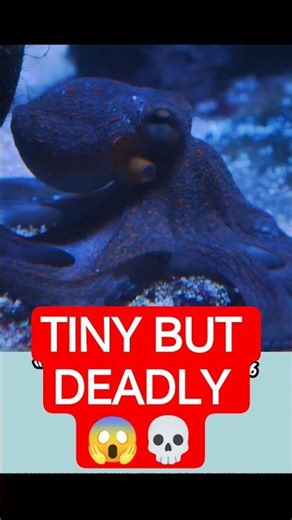 Blue-Ringed Octopus 🐙 Deadly But Tiny