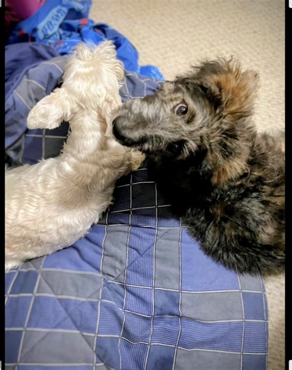 Doodle puppy with schnauzer sister. #cocotheshepadoodle #doodle #germanshepherd #standardpoodle #schnauzer #preciousmoments #AdorableMoments #love #puppy | Coco The Shepadoodle