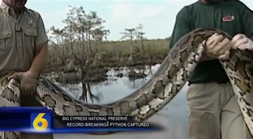 BIG CYPRESS, Fla. — Florida wildlife officials have confirmed the capture of the longest snake ever officially recorded in the state, and yes, it’s exactly as massive as it sounds. The record-breaking Burmese python, measuring an astonishing 19 feet long and weighing 125 pounds, was captured in July 2023 inside Big Cypress National Preserve by renowned python hunter Jake Waleri and his team. To put that into perspective: this snake was longer than a pickup truck and heavier than most refrigerato