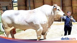 Saingan Sapi Presiden, Ini Chianina Jenis Sapi Terbesar di Dunia