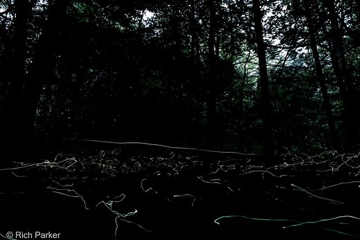 Rare Blue Ghost Fireflies Will Soon Light Up Western North Carolina—Here's How To See Them
