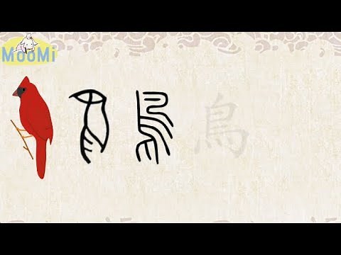 Chinese Character Evolution and Strokes汉字演变+笔画 |鸟niao / bird