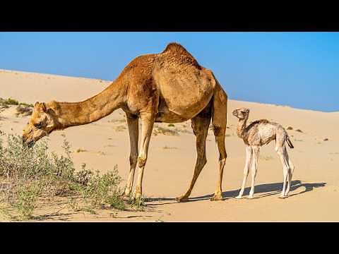 Camels: Survival in Harsh Desert Environments | Nature’s Desert Survivor