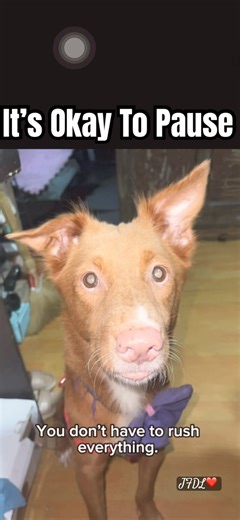 It’s Okay to Pause | Luna series