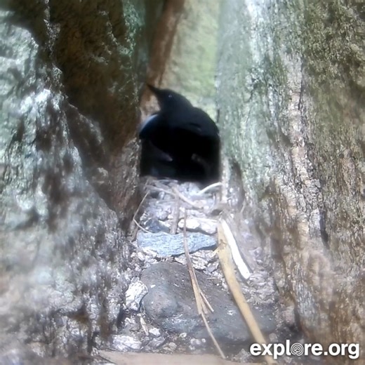 868K views · 5.2K reactions | Guillemot burrow egg reveal! The burrow cam is now live on our website and app. Like their puffin cousins, black guillemots spend their lives at sea, coming to land each year to nest in rock crevices and shallow burrows. | explore.org | Facebook