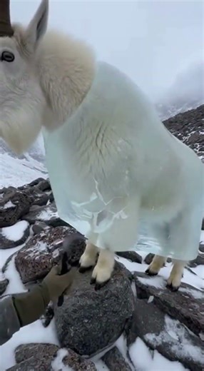 Goat Frozen in Ice After a Brutal Storm… Then This Happens 🦌❄️