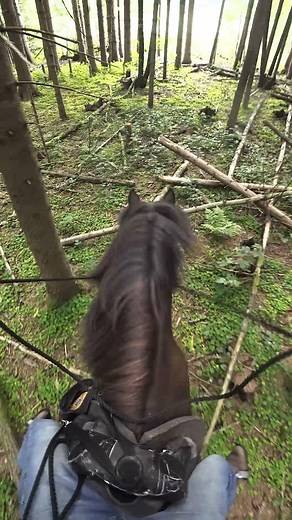 Rope halter Icelandic horse = Amazing! This horse been in intensive trail training with me for one month so far and he is already a force! Ridden with a rope halter, barefoot and solo in various conditions and terrains, he is unstoppable 👏 #icelandichorse #icelandichorsesofinstagram #islandpferd #bitless #bitlessriding #trailhorse #gebisslos #gebisslosesreiten #ausreiten #geländereiten #tirol | Fearless Horsemanship