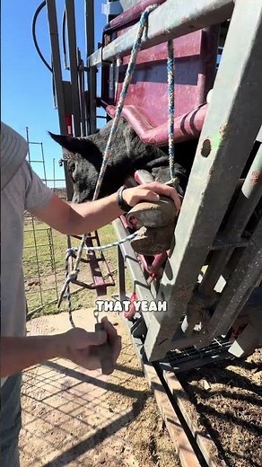 Treating Cattle For A Foot Abscess #ranching #cowboy